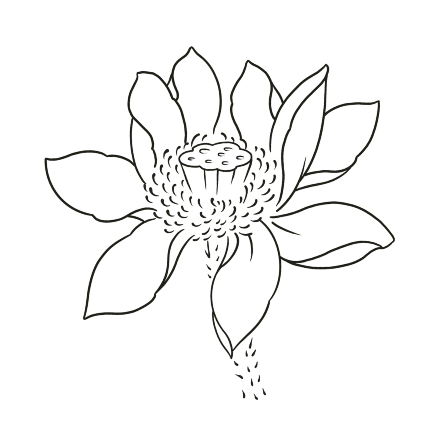 lotus