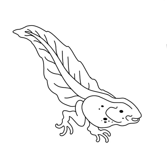 Tadpole